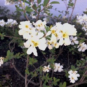 Meet your Posher, Natasha